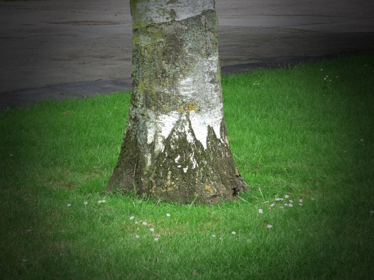 20160628_Redbridge_South-Park_Mountain-Pose-of-Tree