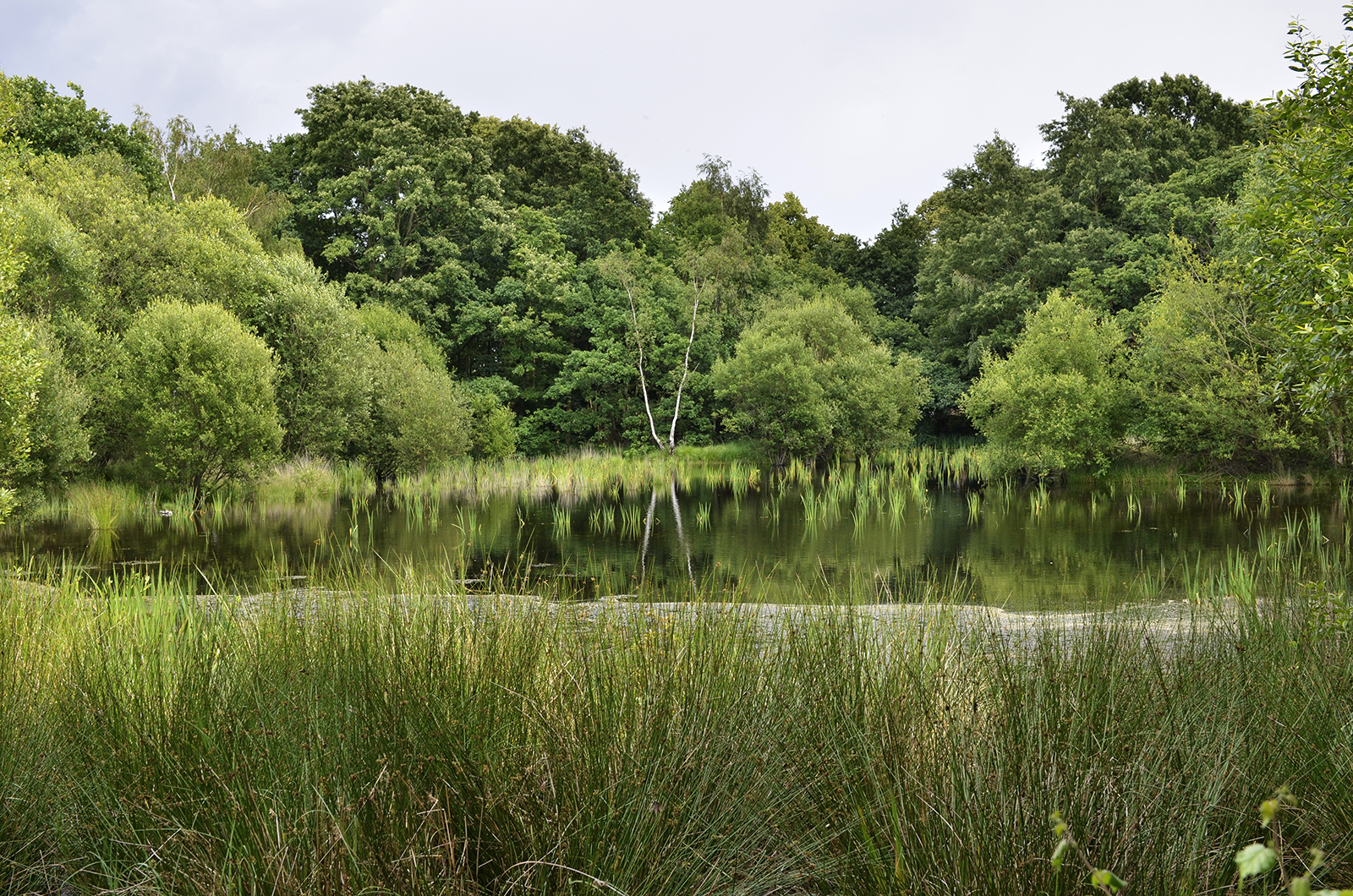 20160701-Merton_Wimbledon-Common_Trees-reflected-Bluegate-Gravel-Pit