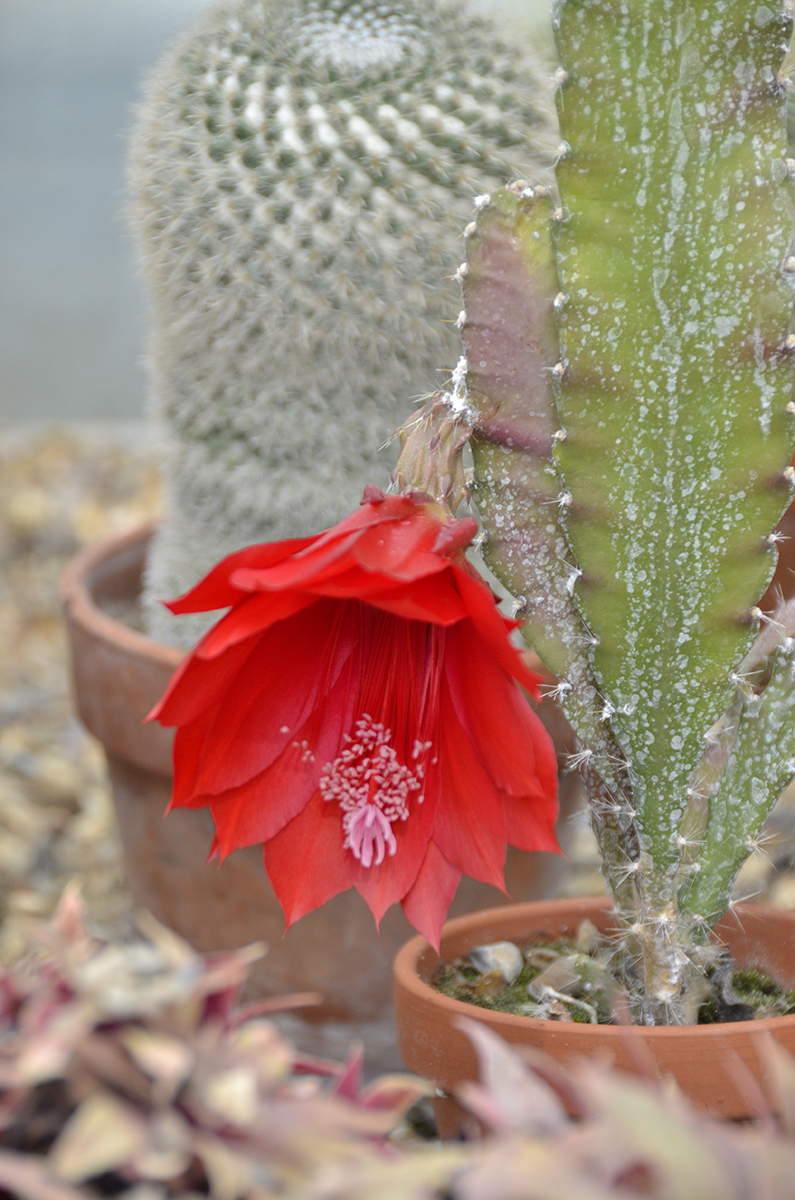 20160705-Bexley_Summer_Flora_Cactus