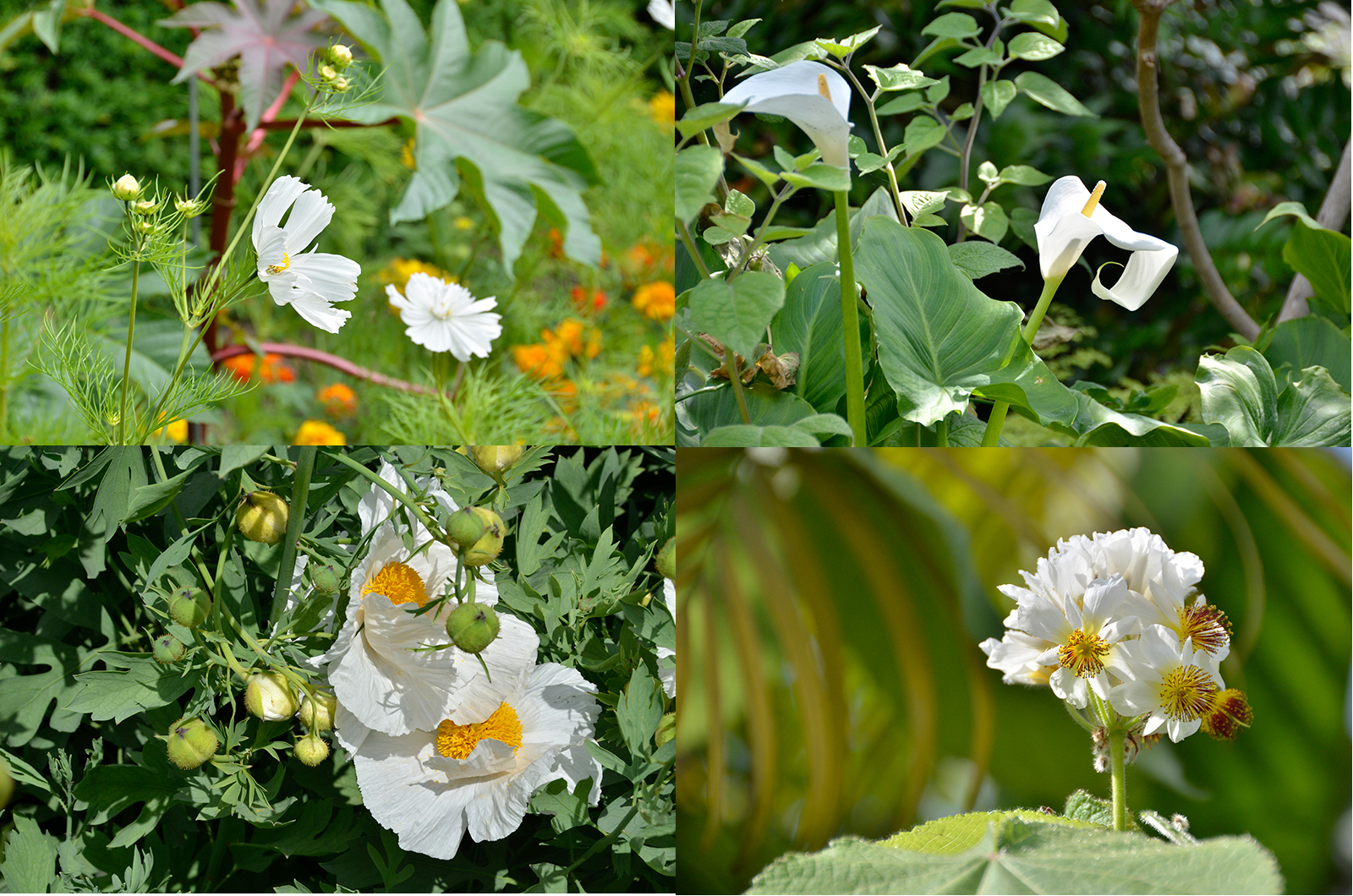 20160705Bexley_Hall-Place_Flora_Collage_Summer