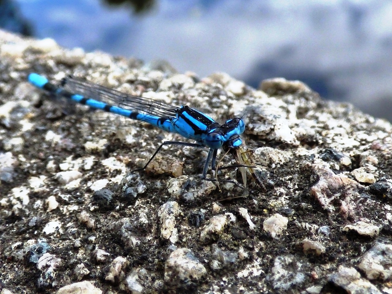 20160705_Tower-Hamlets_Victoria-Park_Damselflys-Lunchtime