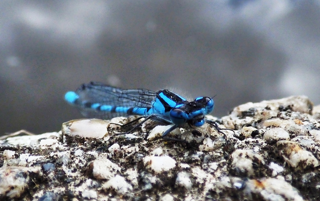 20160705_Tower-Hamlets_Victoria-Park_Smiley-Damselfly