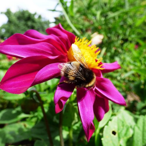 20160707_Hackney_Clapton-Square_Busy-Bee