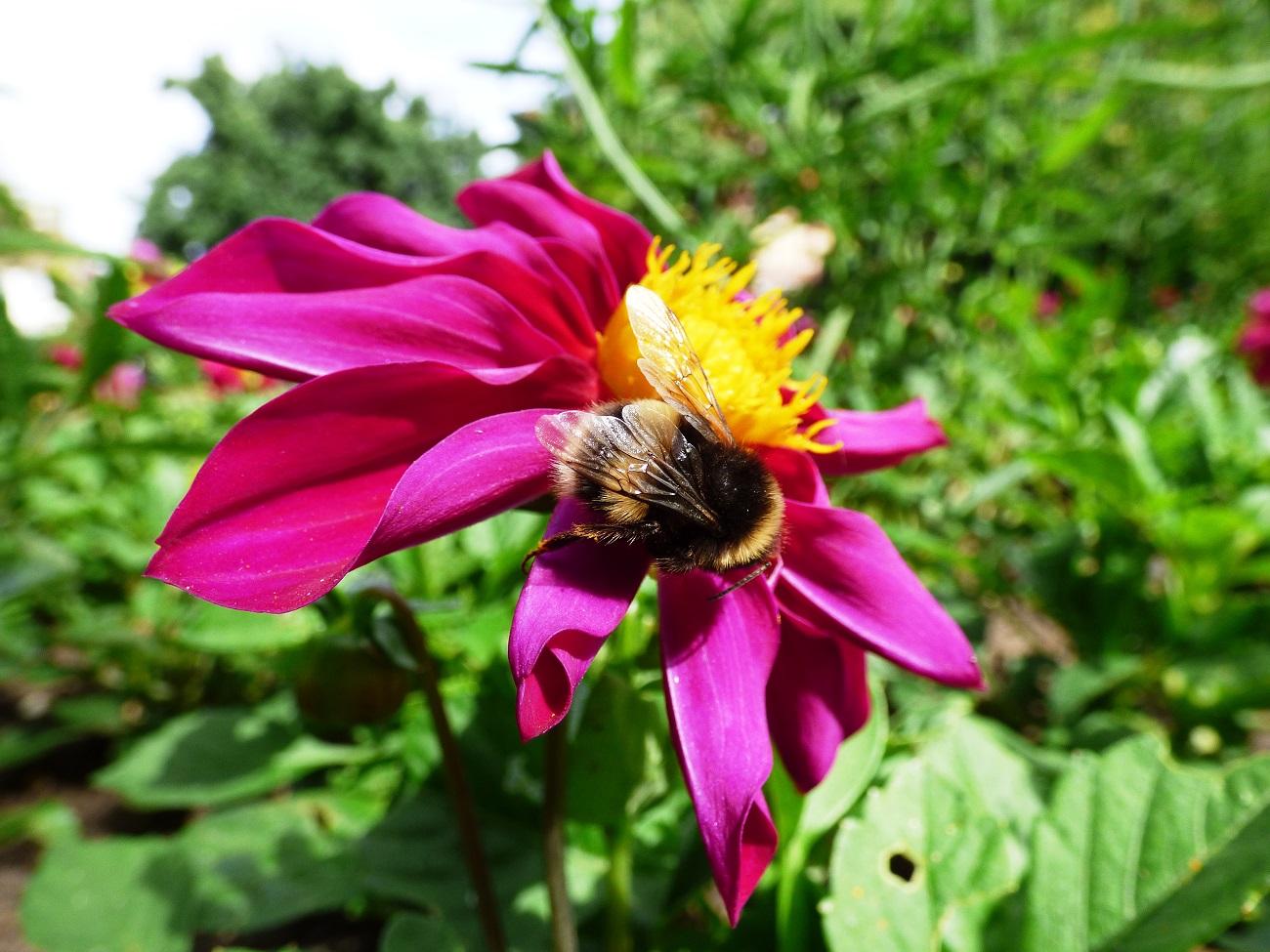 20160707_Hackney_Clapton-Square_Busy-Bee