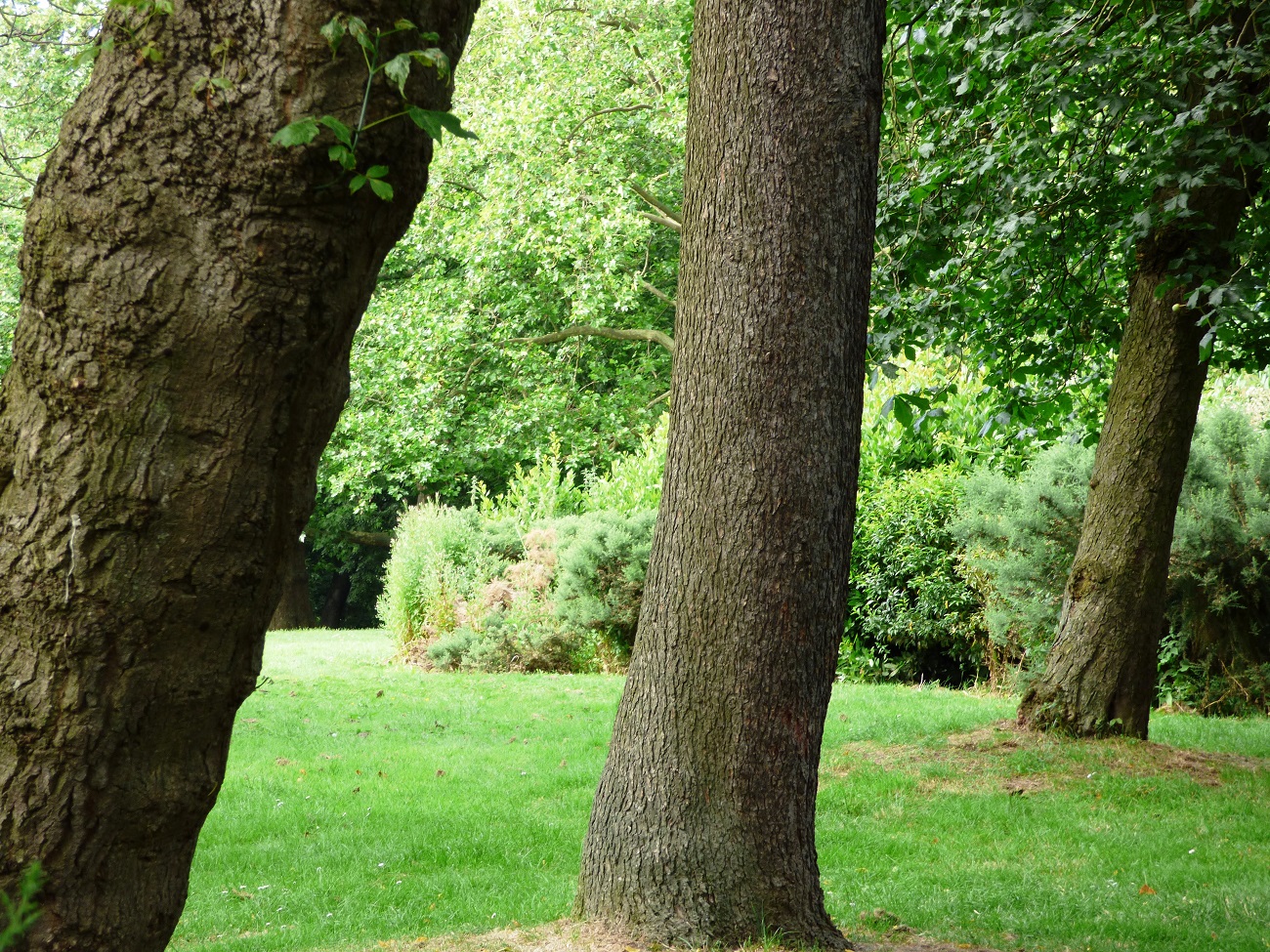 20160708_Haringey_Finsbury-Park_Three-Trees