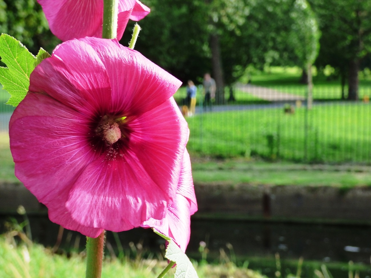 20160708_Haringey_Finsbury-Park_beyond-the-bold-Hollyhock