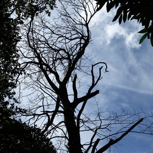 20160713_Croydon_Pinewoods_Dead-tree-standing