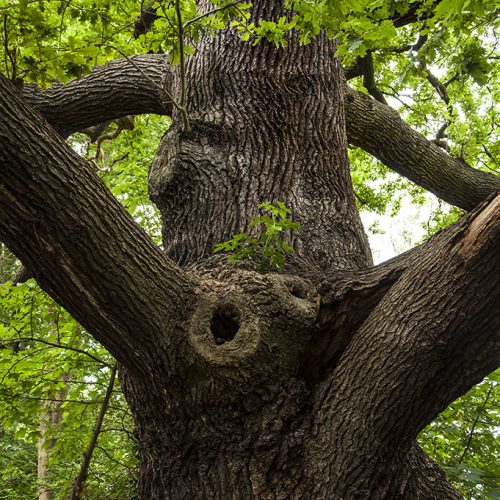 20160714_Bromley_Langley-Park_An-old-oak-tree