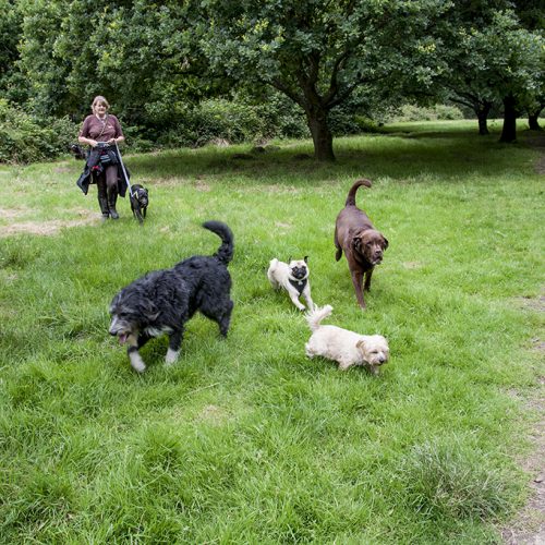 20160715_Barnet_Hadley-Wood-Nature-Reserve-_Professional-dog-walker