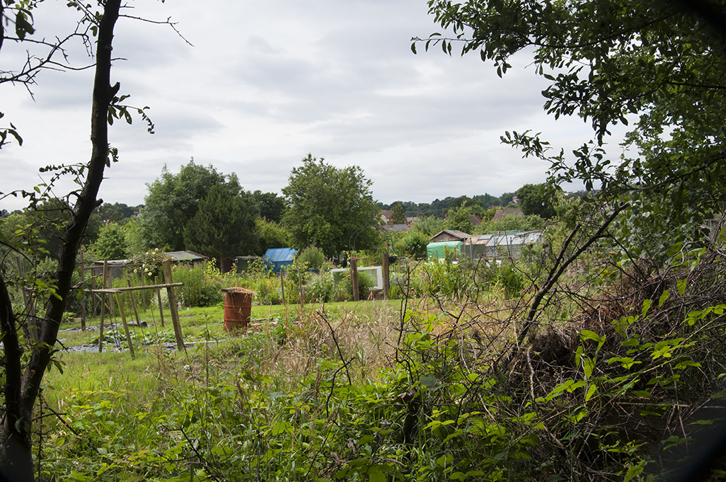 20160715_Barnet_Tudor-Road-Allotments_Looking-through-a-wire-fence