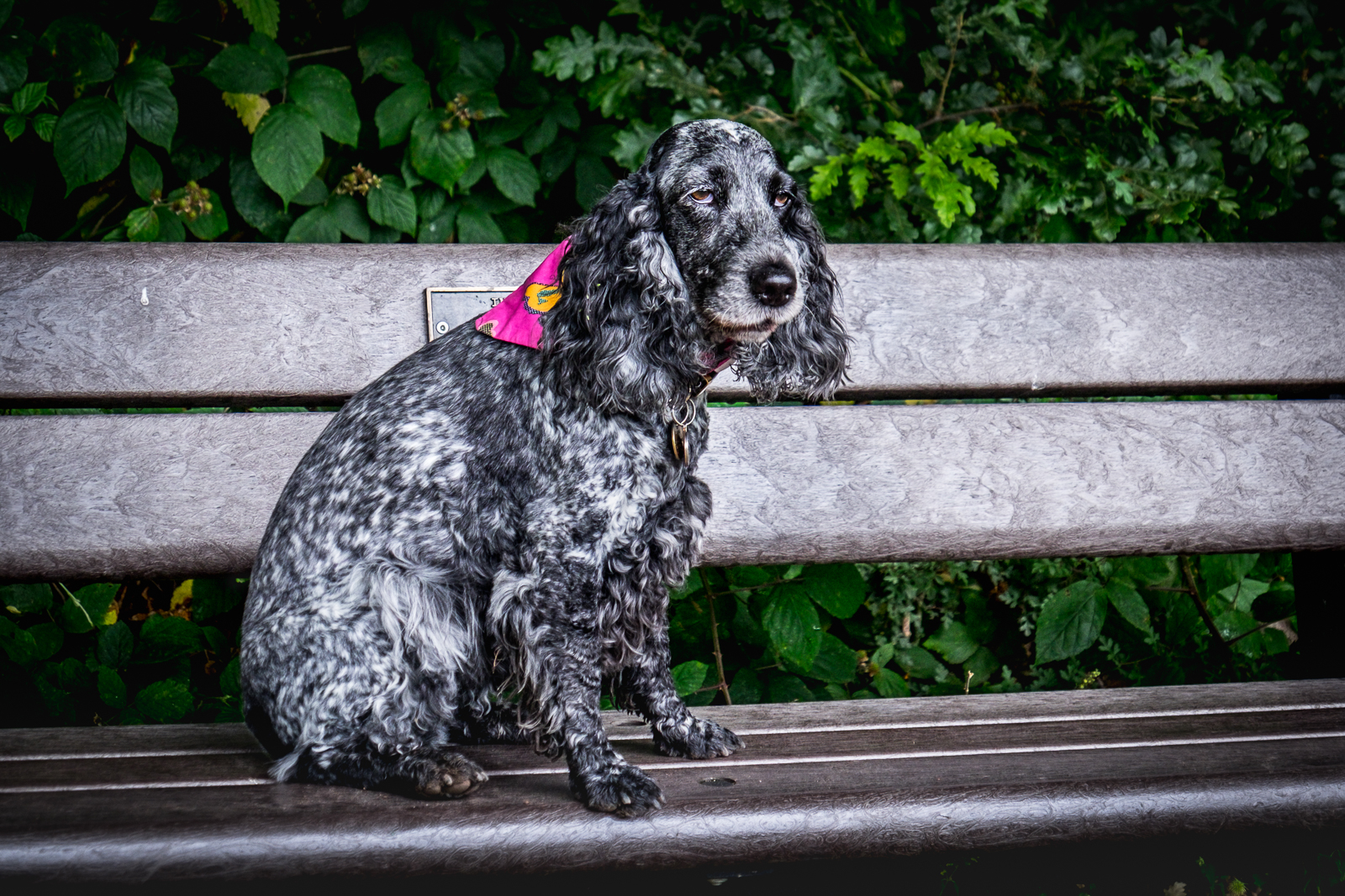 20160727_Enfield_Trent-Park_Bluebell-the-actress