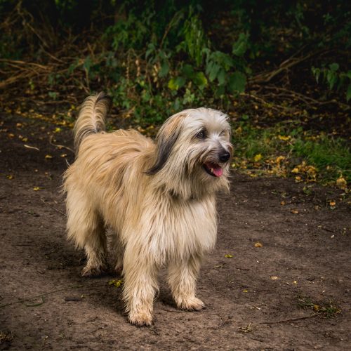 20160727_Enfield_Trent-Park_Paws-for-thoughts