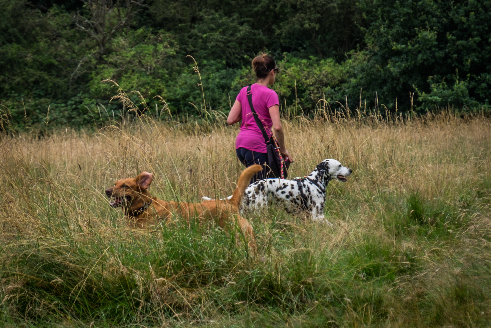 20160727_Enfield_Trent-Park_Which-Way