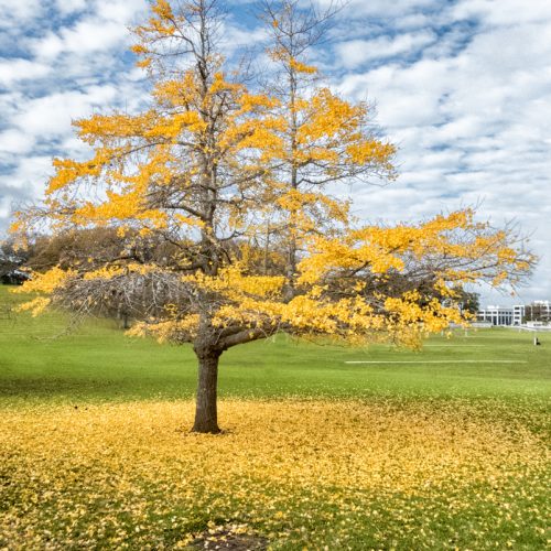 2016_0612_Away-from-the-Burroughs_Auckland-Domain_-Golden-Leaves