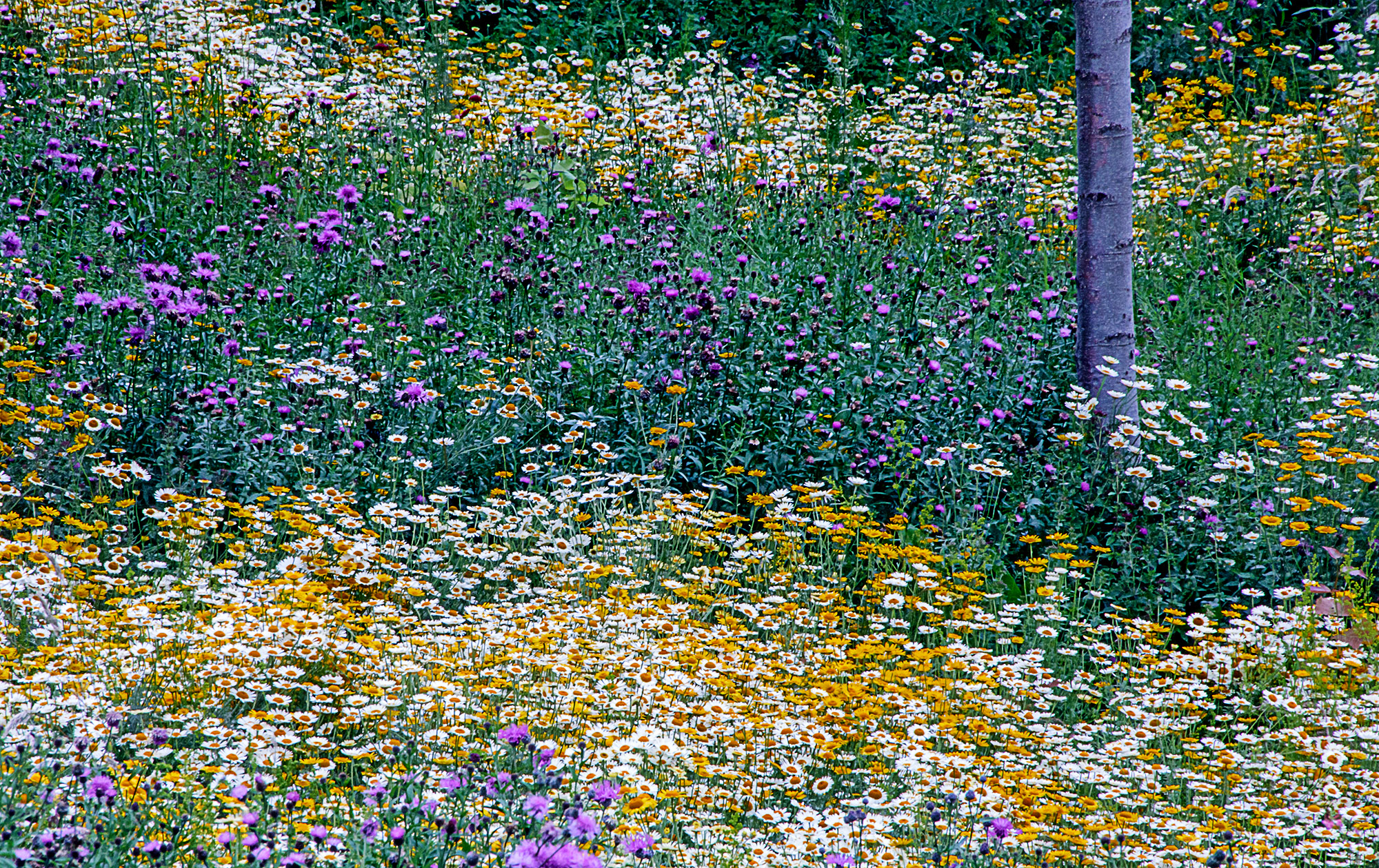 4580-Olympic-Park-bands-of-thistles