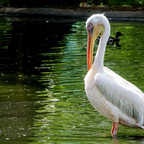 4752-London-Zoo-Pelican-keeping-an-eye-open
