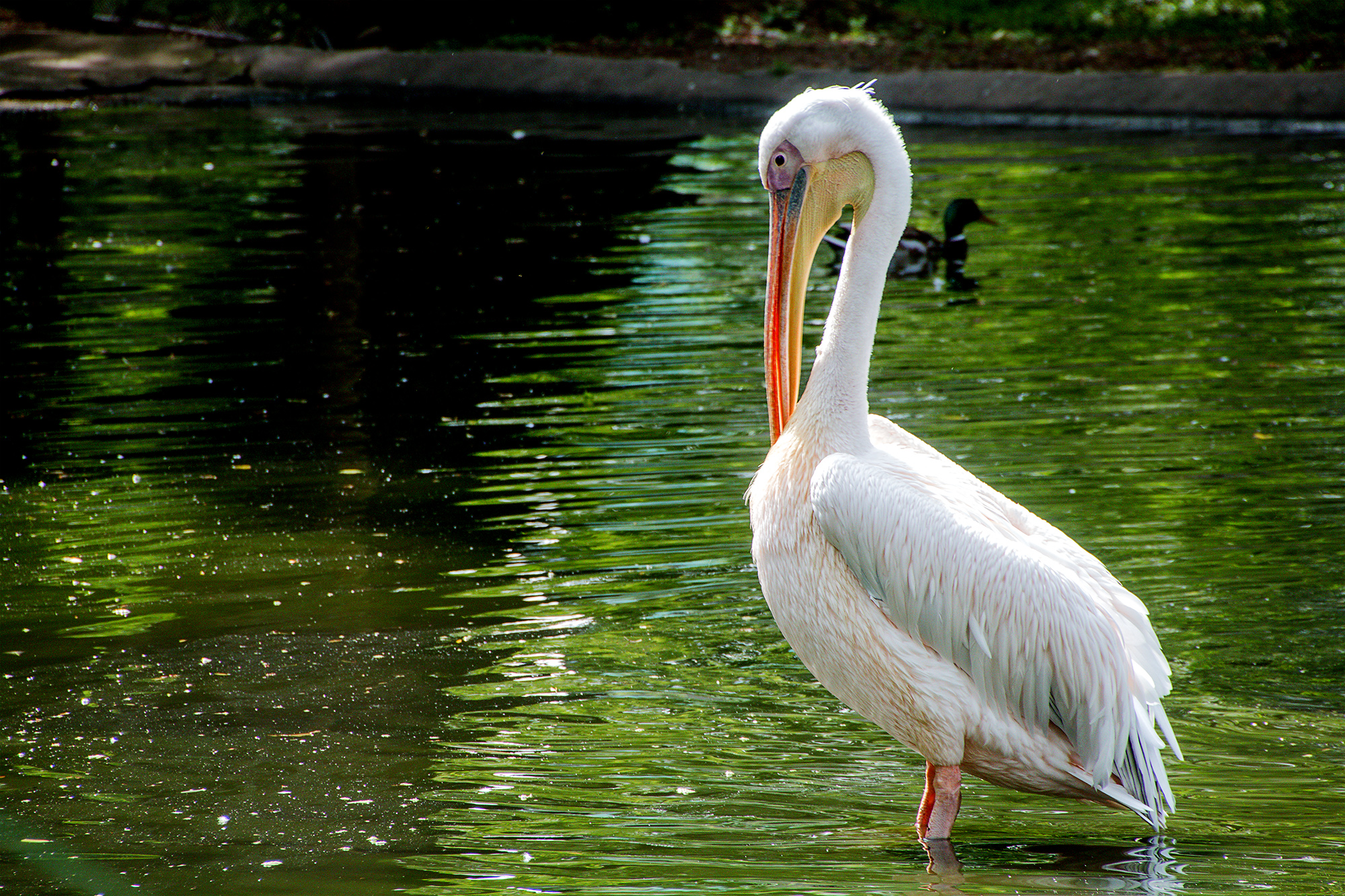 4752-London-Zoo-Pelican-keeping-an-eye-open