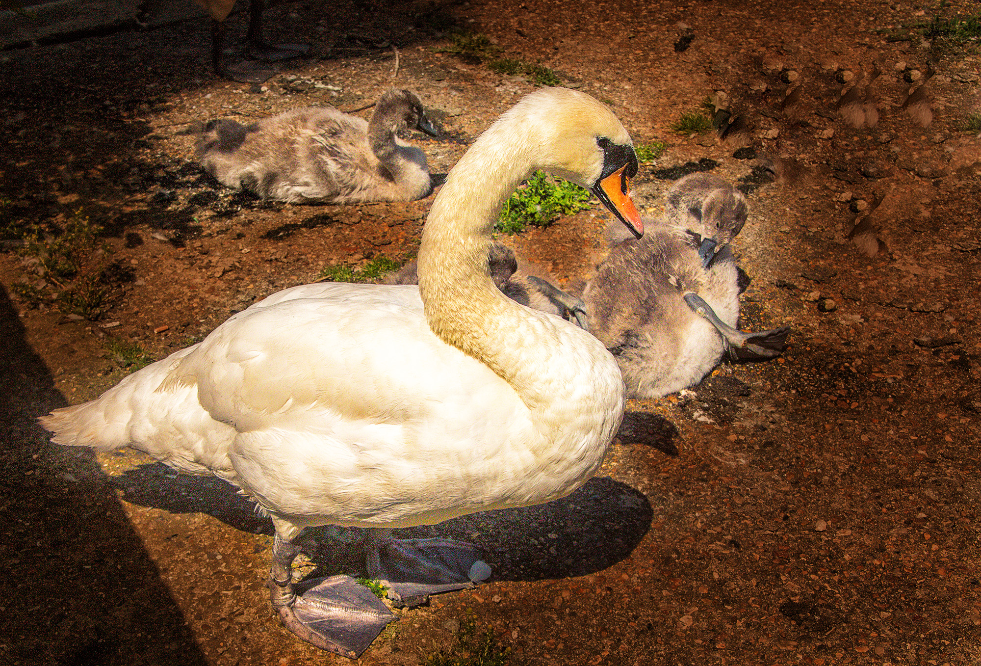 4972-Gosling-cleaned-up-by-mummy-swan