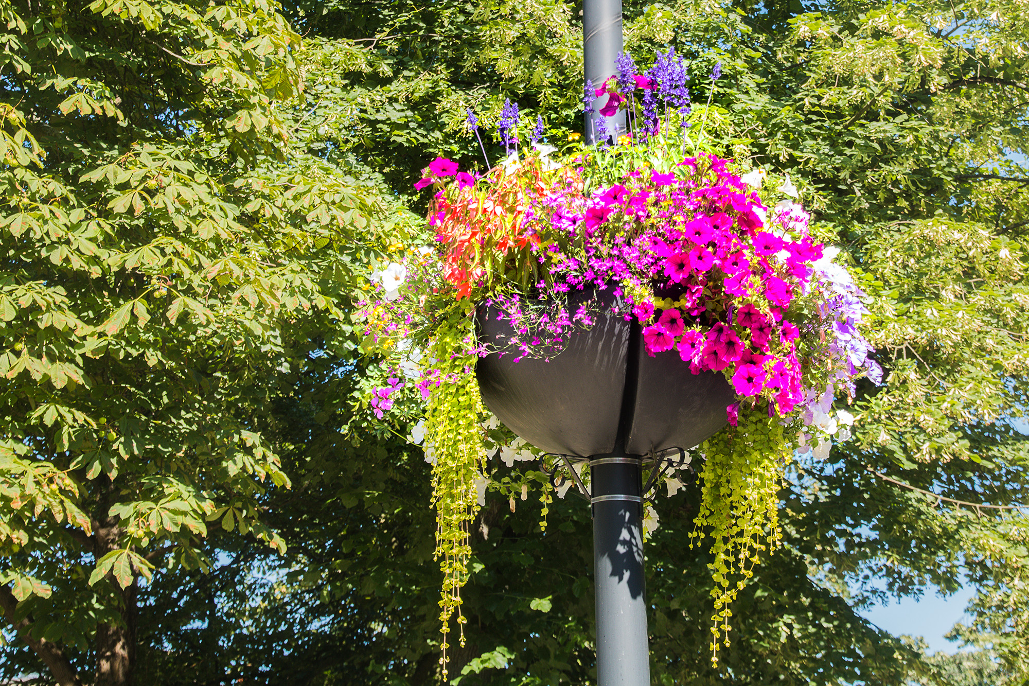 5072-Borough-Redbridge-flower-baskets-near-Woodford-station