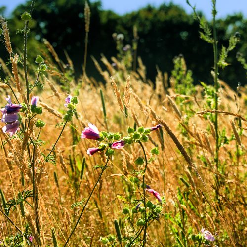 5083-Borough-Redbridge-flowers-in-the-grass