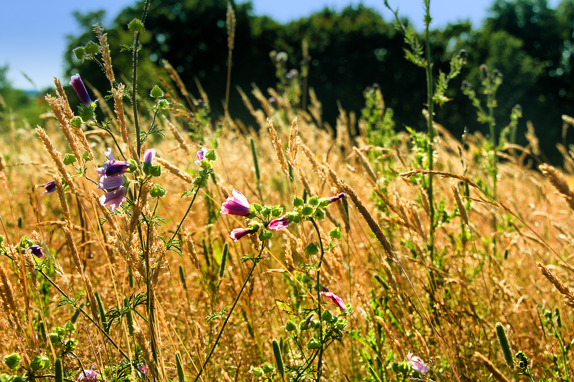 5083-Borough-Redbridge-flowers-in-the-grass