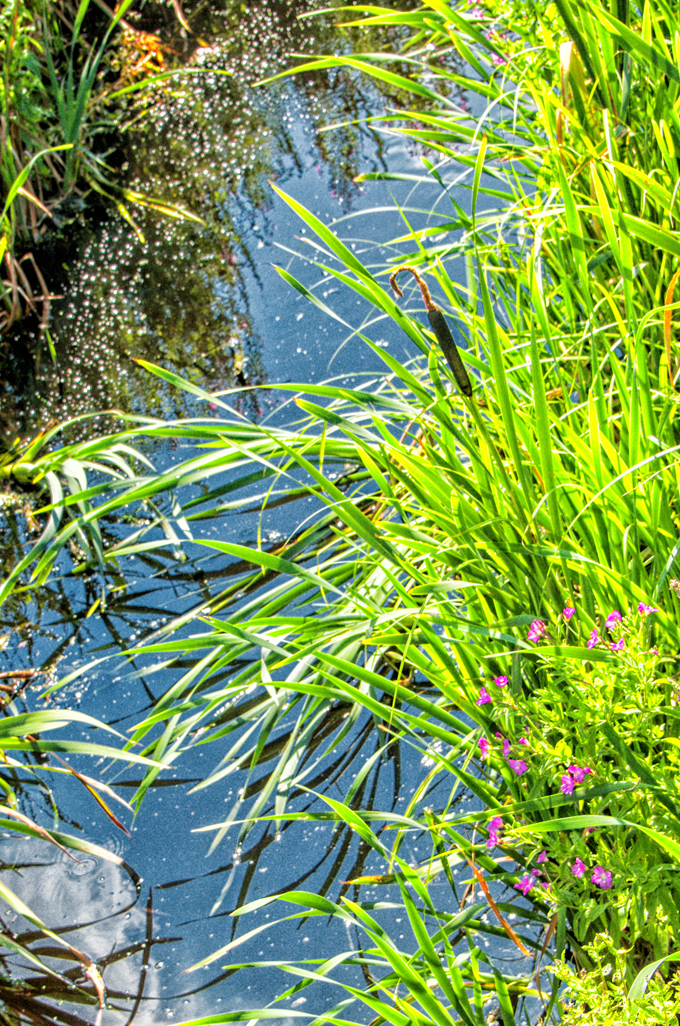 5110-Rainham-Marshes-ditch-flowers