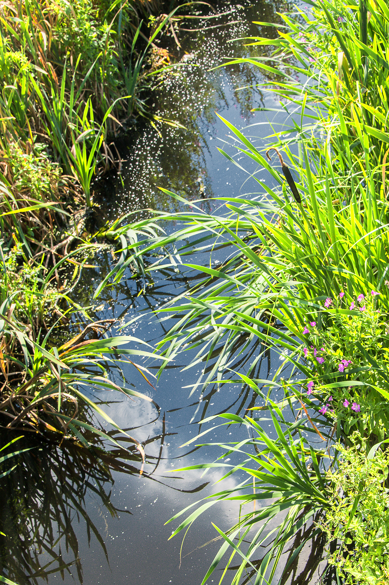 5110-Rainham-Marshes-ditch-life-thriving