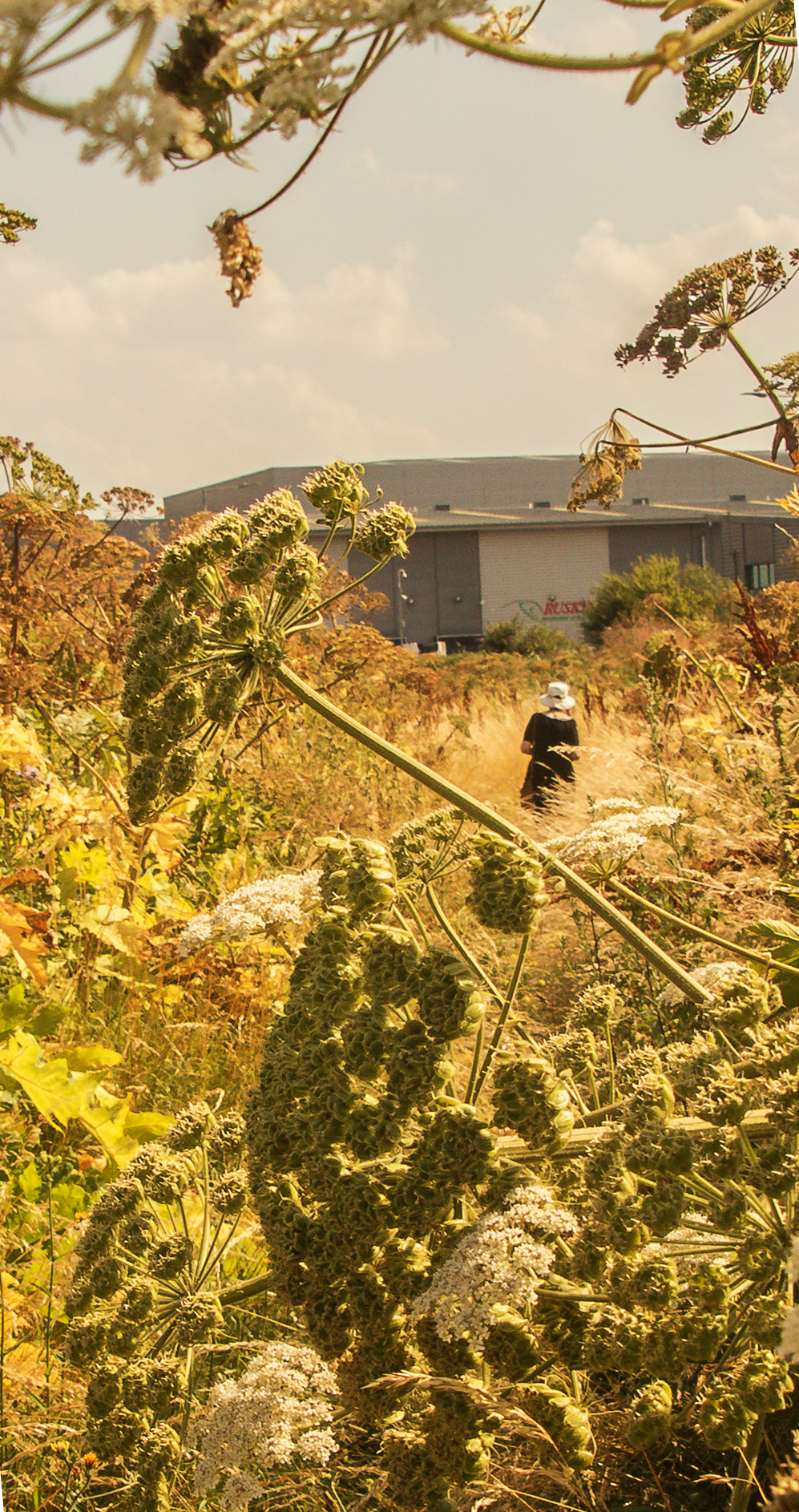 5117-Rainham-Marshes-janet-down-overgrown-path