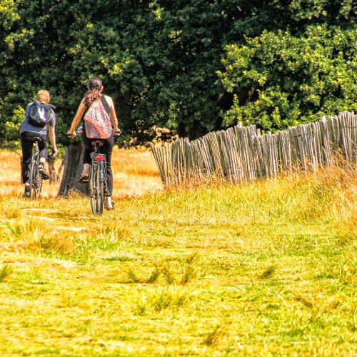 5225-Cycling-in-Richmond-Park