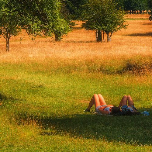 5226-Sunbathing-in-Richmond-Park