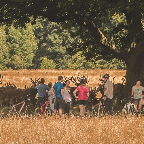 5232-Deer-surrounded-by-people-in-Richmond-Park