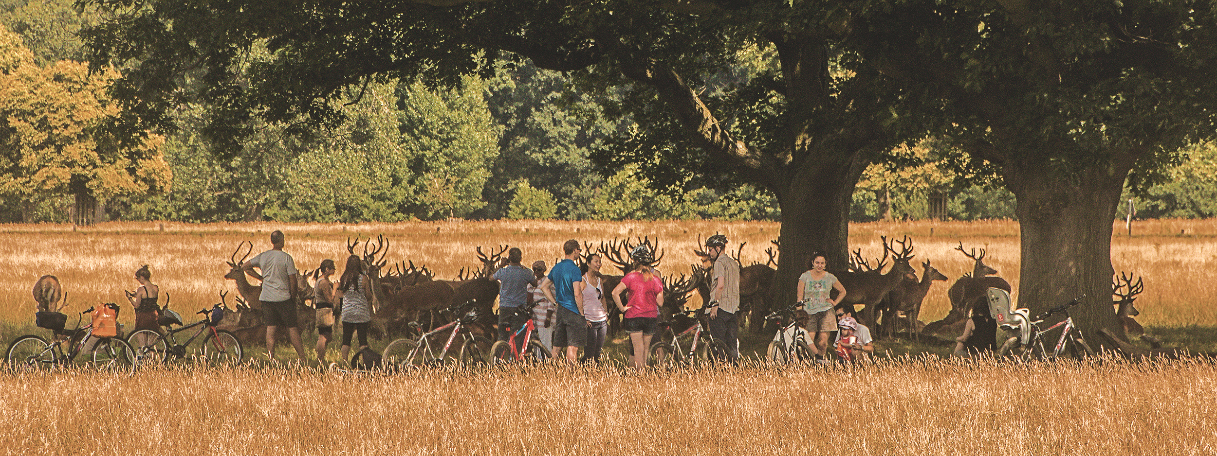 5232-Deer-surrounded-by-people-in-Richmond-Park