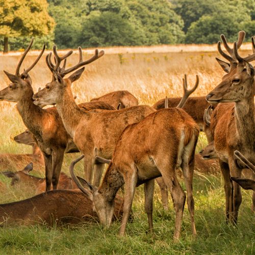 5243-Deer-watchful-in-Richmond-Park