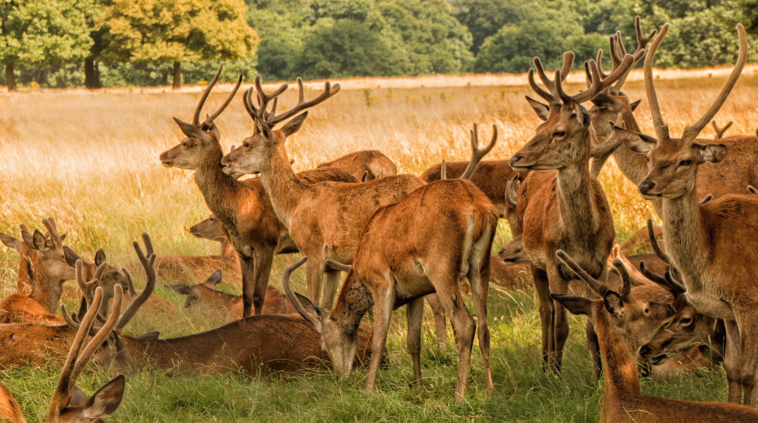 5243-Deer-watchful-in-Richmond-Park