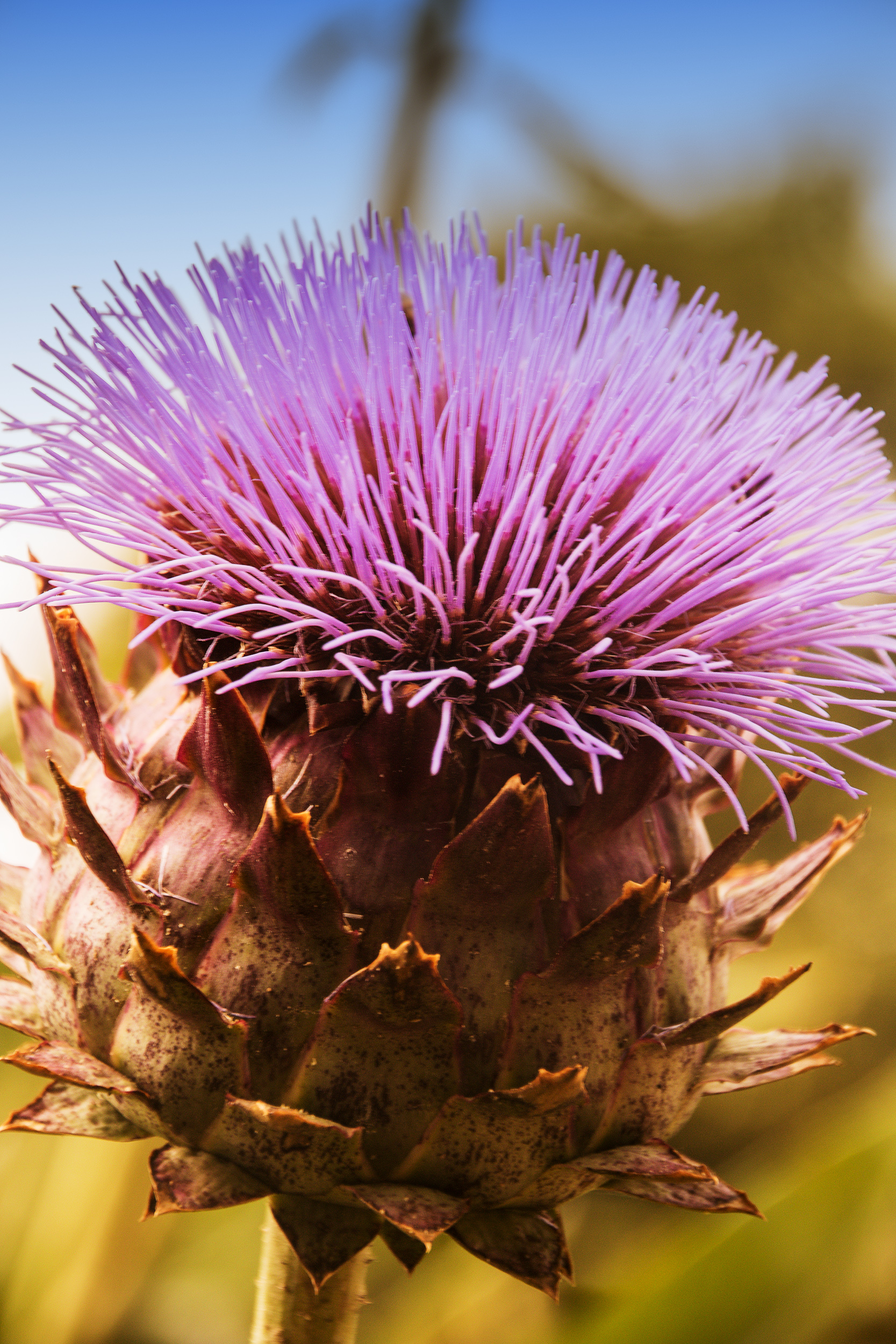 5264-Giant-Thistles-at-Osterley