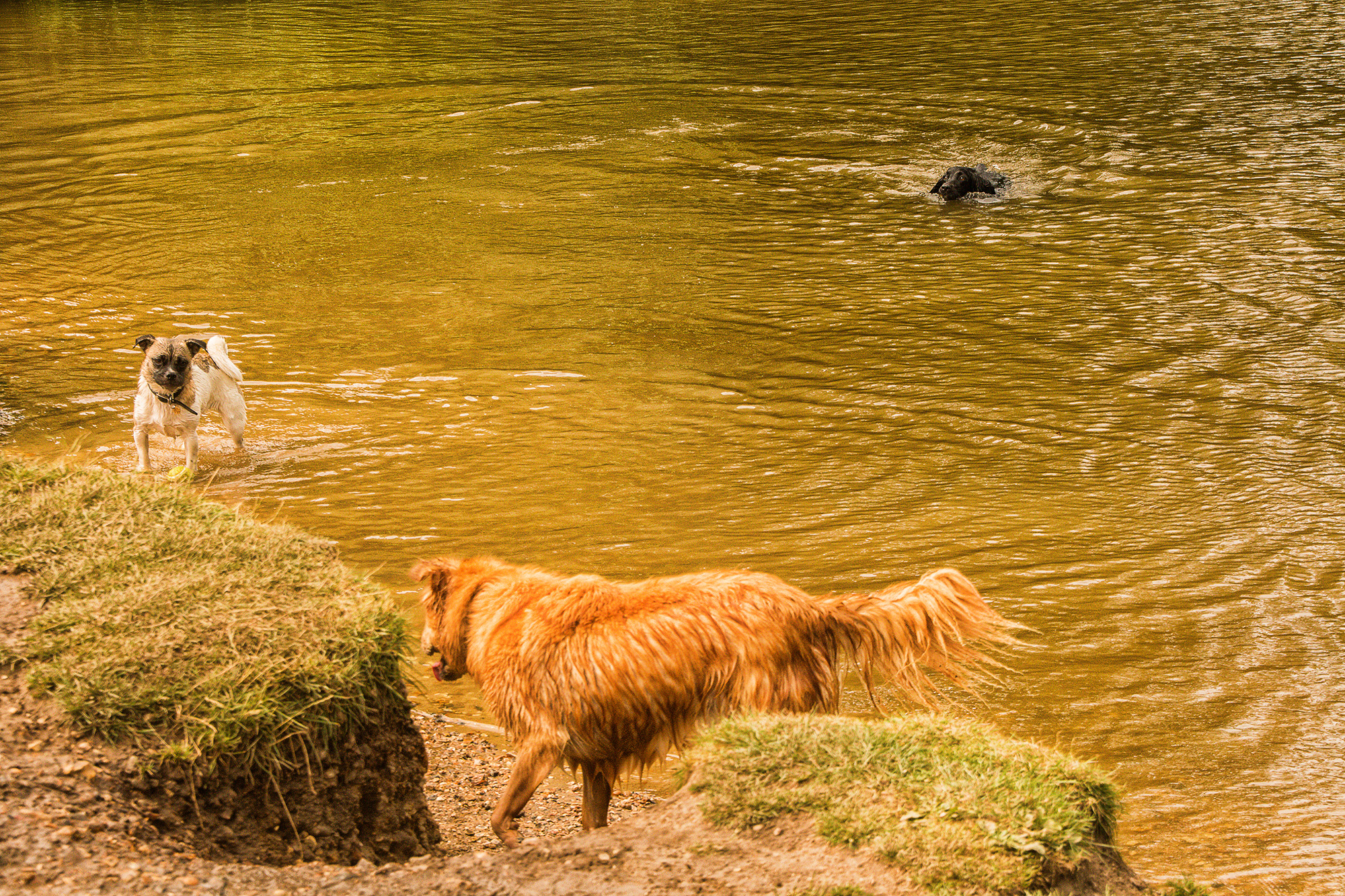 5271-Dogs-having-wet-fun-at-Osterley