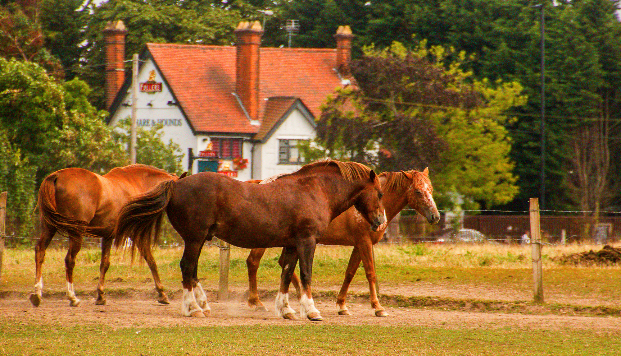 5274-Horses-outside-Hare-and-Hounds-pub-Osterley