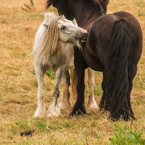 5284-Black-and-White-horses-at-Osterley
