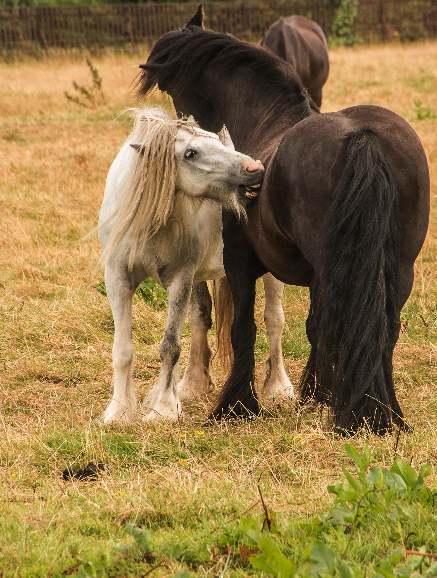 5284-Black-and-White-horses-at-Osterley