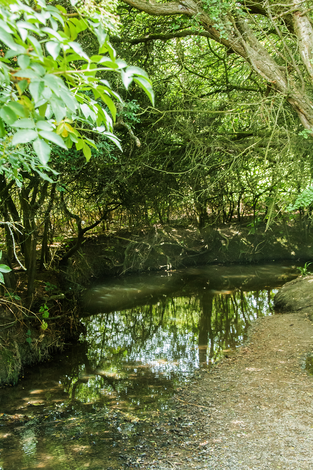 5304-Barnet-Dollis-Valley-The-Dollis-down-to-a-trickle-in-July