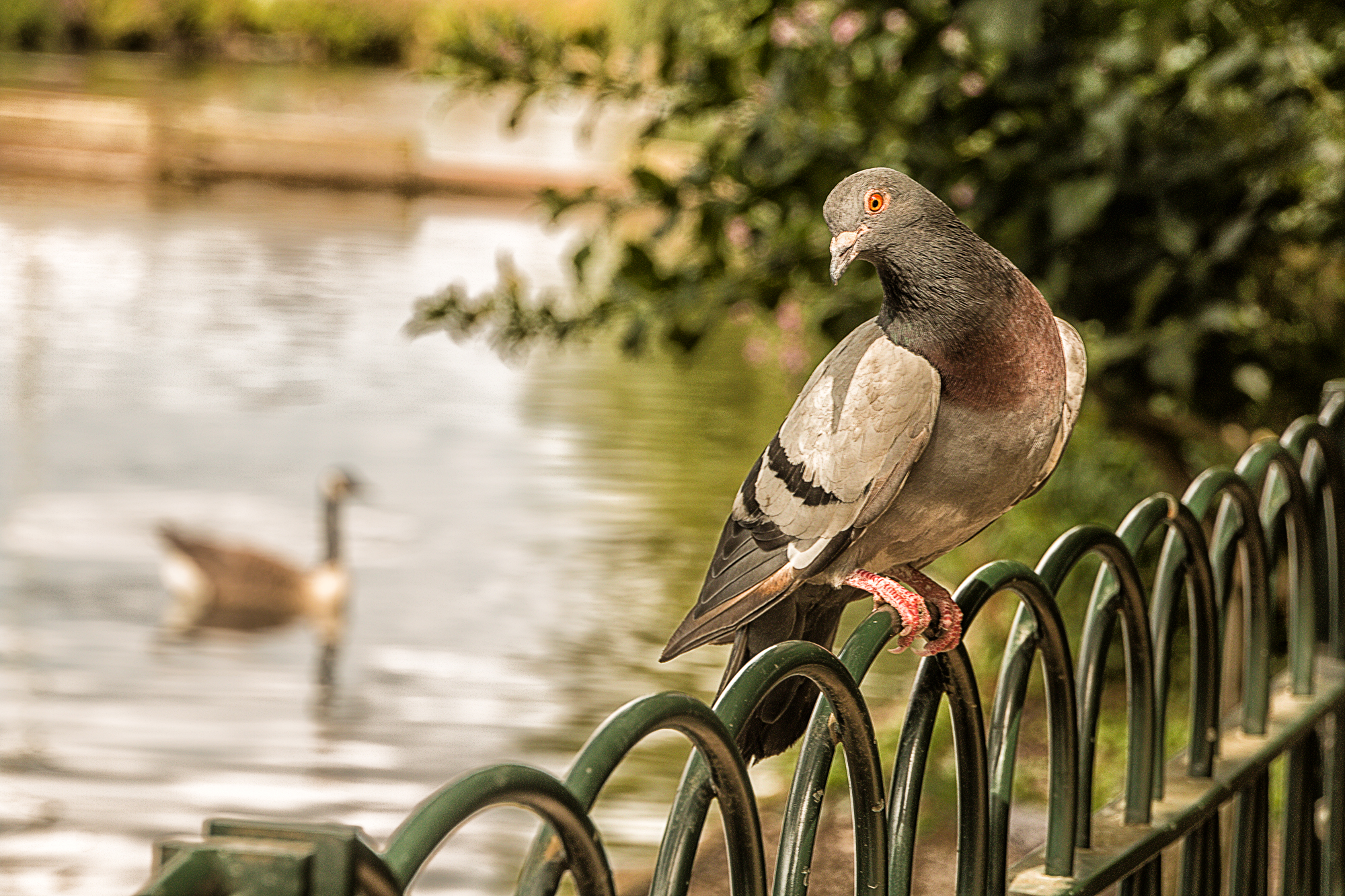 5379-Haringey-Finsbury-Park-pidgeon