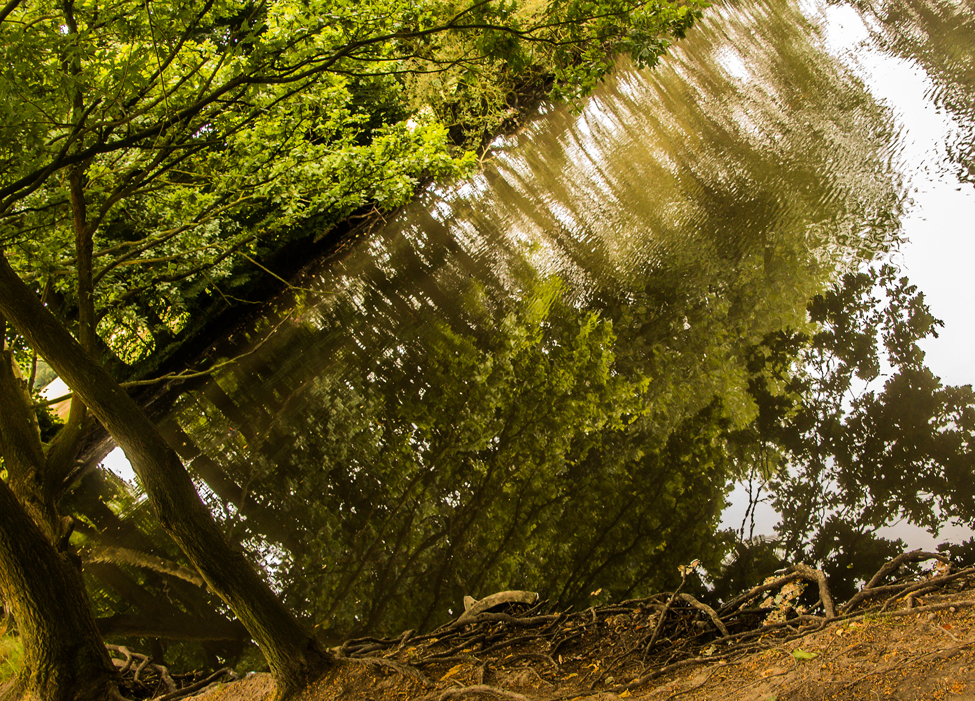 5398-Enfield-Trent-Park-lake-reflections-Walk-3