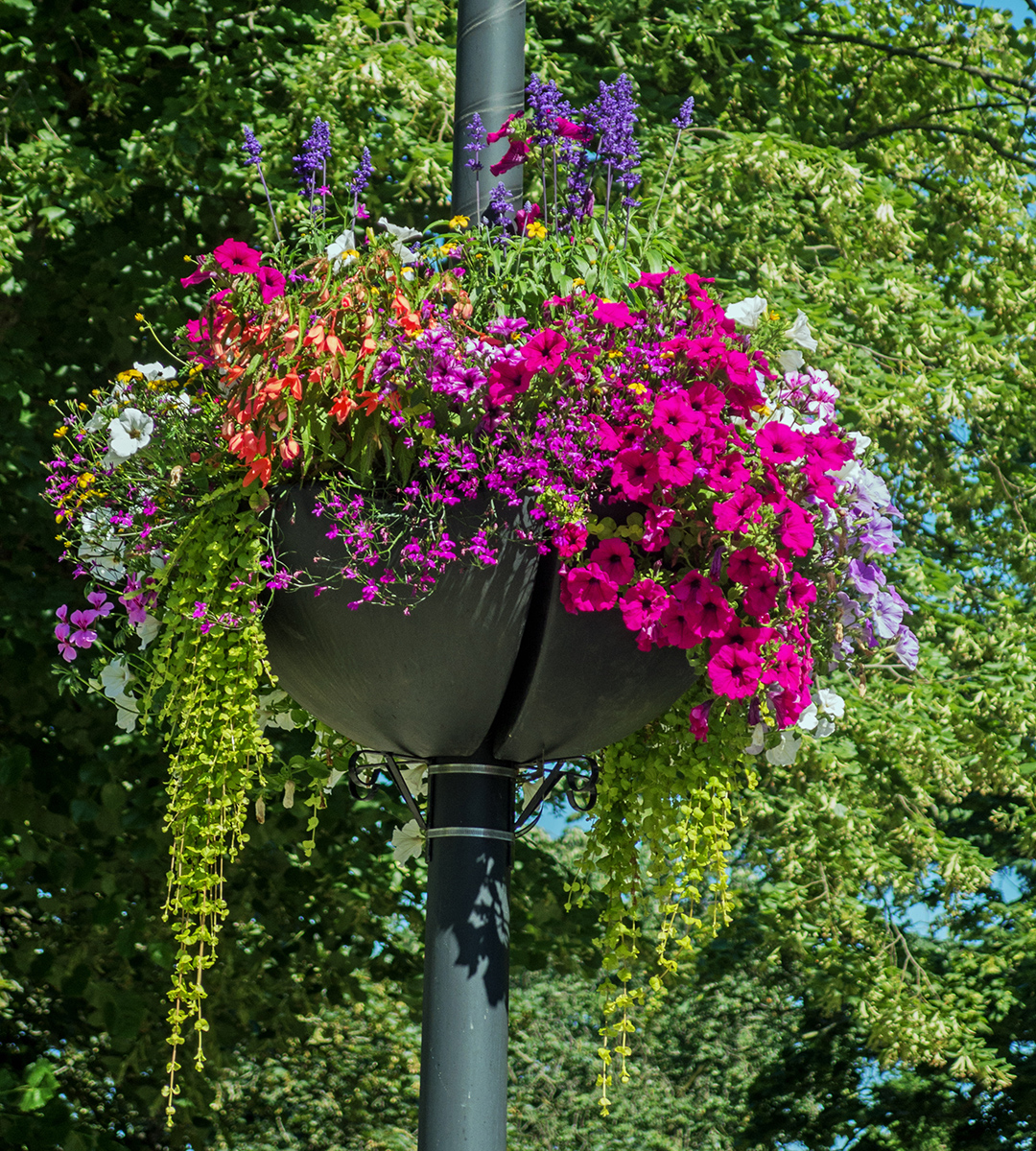 9004FloralBasketsOnLightsWoodford