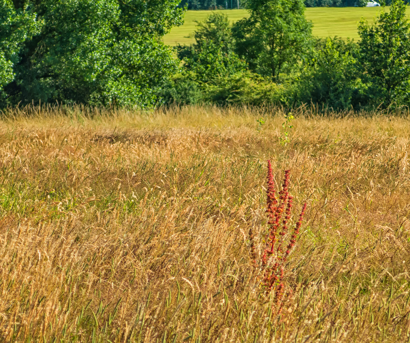 9007HainaultWoodsCountryParkLongGrass