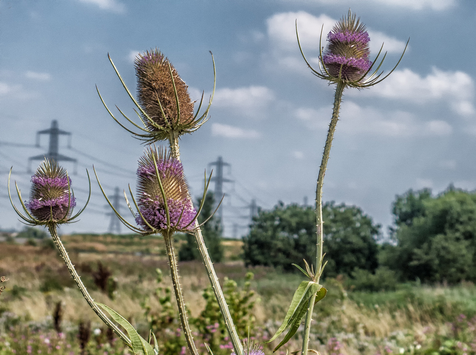 9035RainhamMarshes