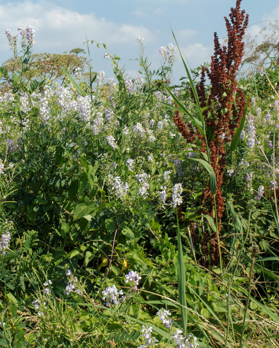 9052RainhamMarshes