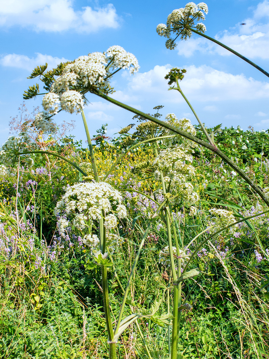 9053RainhamMarshes