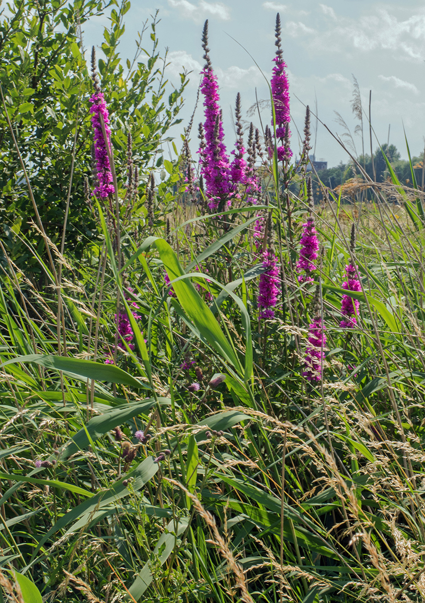 9057RainhamMarshes