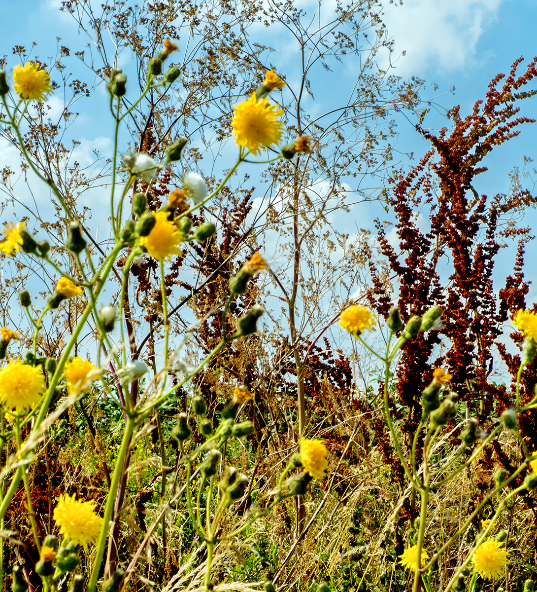 9059RainhamMarshes