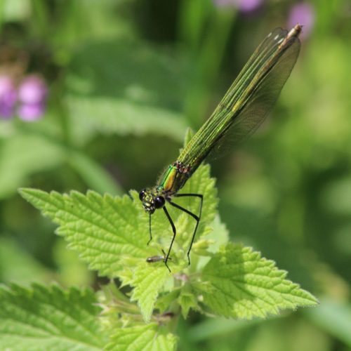 Banded-demoiselle-Calopteryx-splendens-female-1